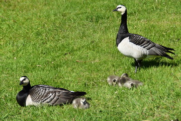 This is a barnacle goose family in nature in early summer.