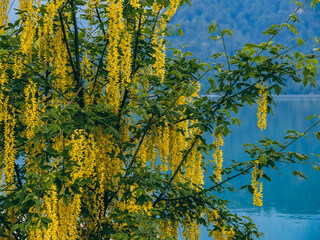 Fototapeta premium Tree with yellow clusters of flowers