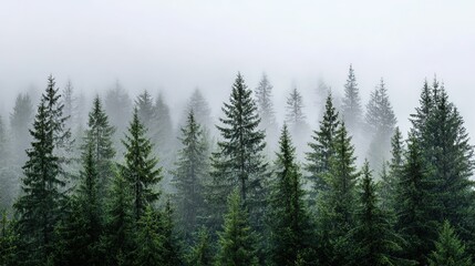 Fototapeta premium The dense pine forest is shrouded in mist and the greenery stands out against a soft white background, perfect for expressing tranquility or mystery, perfect as a backdrop for a nature theme.