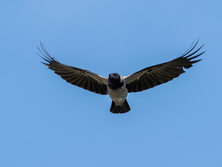 A crow flying in the sky