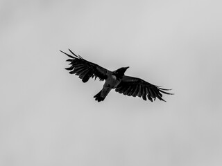 A crow flying in the sky
