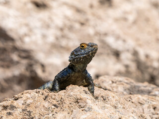 a beautiful lizard on the rock