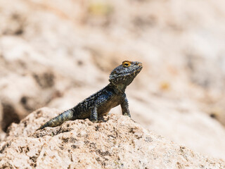 a beautiful lizard on the rock