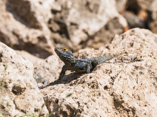a beautiful lizard on the rock