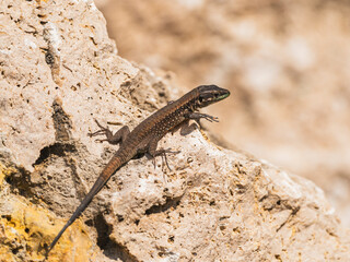 a beautiful lizard on the rock