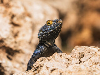 a beautiful lizard on the rock