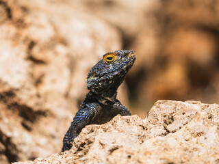 a beautiful lizard on the rock