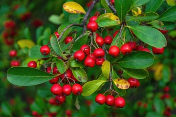 Close up of red berries on a branch with green leaves, perfect for any nature theme.