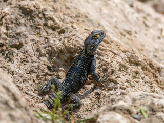 a beautiful lizard on the rock