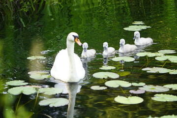 Mute swan (Cygnus olor) Anatidae family, with cute fluffy babies. Location: Cemetery Stoecken, Hanover - Germany. June 12, 2025