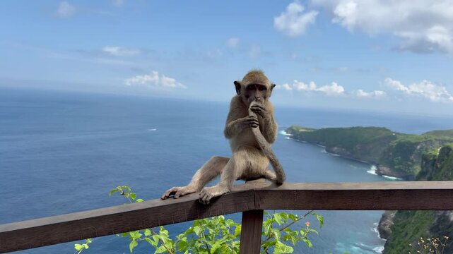A monkey playing with its tail in Nusa Penida Island in Bali, Indonesia