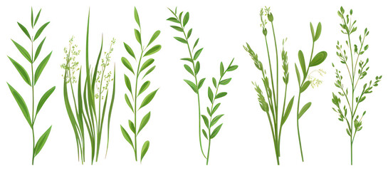 Fototapeta premium PNG Herbs collection illustration green, element set on transparent background