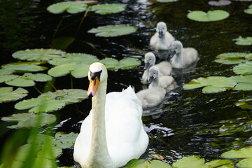 Mute swan (Cygnus olor) Anatidae family, with cute fluffy babies. Location: Cemetery Stoecken, Hanover - Germany. June 12, 2025