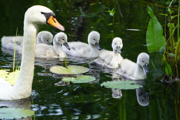 Mute swan (Cygnus olor) Anatidae family, with cute fluffy babies. Location: Cemetery Stoecken, Hanover - Germany. June 12, 2025