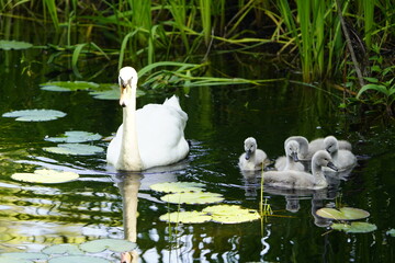 Mute swan (Cygnus olor) Anatidae family, with cute fluffy babies. Location: Cemetery Stoecken, Hanover - Germany. June 12, 2025