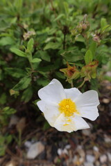 White flower bush. High quality photo