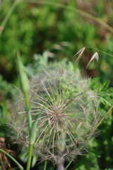 Dandelion greenery nature. High quality photo