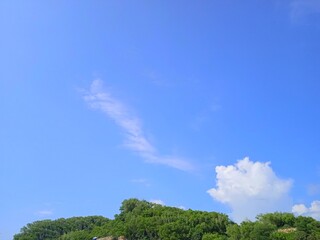 Obraz premium green tree and blue sky