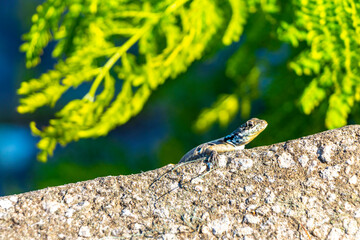 Lizard on rock in tropical rainforest Rio de Janeiro Brazil.