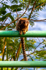Marmoset Monkey in tropical jungle rainforest Rio de Janeiro Brazil.
