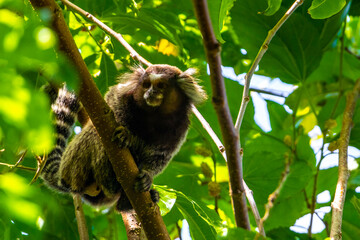 Marmoset Monkey in tropical rainforest tree Rio de Janeiro Brazil.