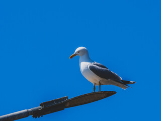 A graceful seagull perched atop a street lamp