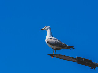 Fototapeta premium A graceful seagull perched atop a street lamp