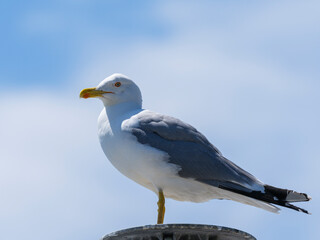 A seagull on the umbrella at the beach