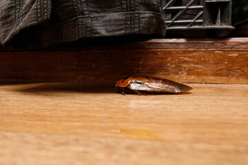 big cockroack archimandrita tesselata ion the brown floor