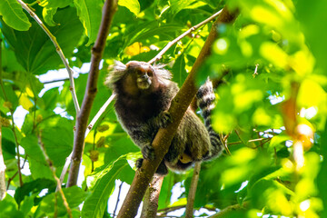 Marmoset Monkey in tropical rainforest tree Rio de Janeiro Brazil.