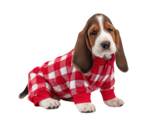Basset hound puppy wearing red and white checkered pajamas sitting and looking forward with calm expression on transparent background