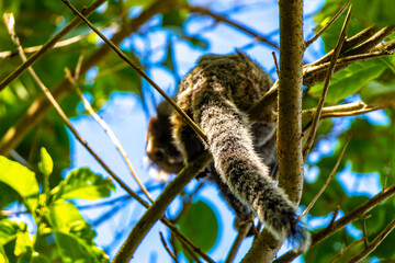 Marmoset Monkey in tropical rainforest tree Rio de Janeiro Brazil.