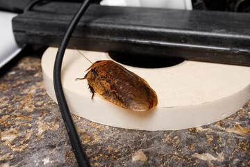 big cockroack archimandrita tesselata in the house