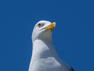 A close-up portrait of a cute seagull