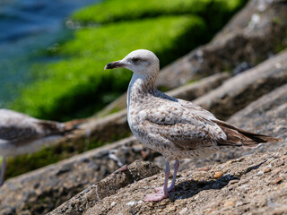 A cute seagull by the sea
