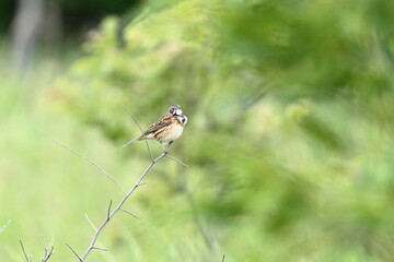 枝に止まるホオアカ
