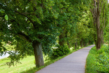 footpath among lime trees on a sunny day in summer. uzhhgorod linden alley is the longest in europe