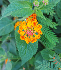 Vibrant cluster of orange and red Lantana flowers surrounded by lush green foliage. A beautiful close-up showcasing nature's intricate details and vivid colors.
