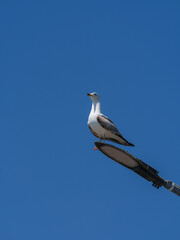 A graceful seagull perched atop a street lamp
