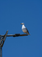 A graceful seagull perched atop a street lamp