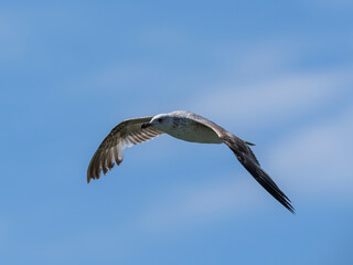 Fototapeta premium A graceful seagull soaring through the sky