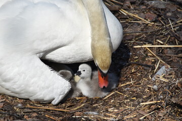 A mute swan mother is taking good care of newborn baby swans in their nest in nature in early summer. © Mia Menni