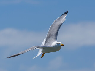 A graceful seagull soaring through the sky