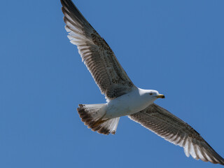 A graceful seagull soaring through the sky