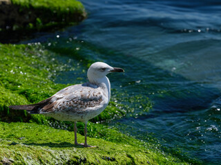 A cute seagull by the sea