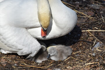 A mute swan mother is taking good care of newborn baby swans in their nest in nature in early...