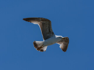 A graceful seagull soaring through the sky