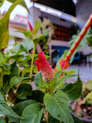Beautiful flower photos from the flower garden. This plant is named the chicken comb flower or...
