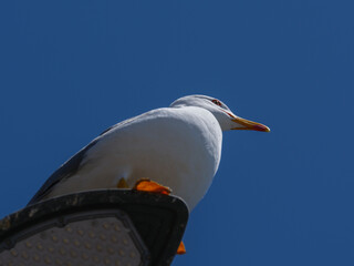 A graceful seagull perched atop a street lamp