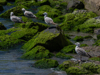 A flock of seagulls on the rock